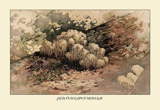 Hydnum Caput - Medusae- Fine Art Giclee Print 24" x 36"