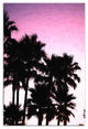 Purple Palm Tree Sunset 20x30 Canvas