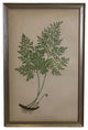 Fern Print, Small Silver