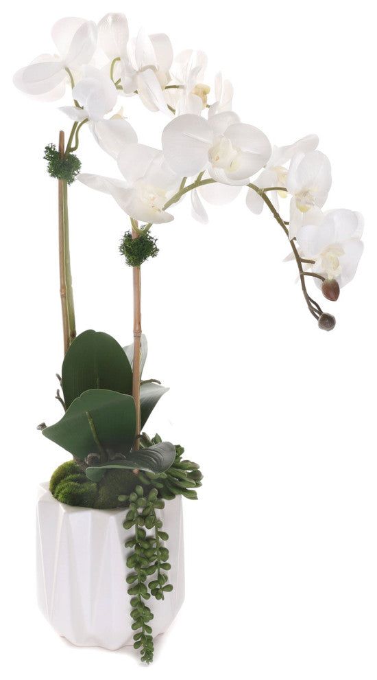 Real Touch Phalaenopsis Orchids with Succulent in White Dimensional Pot