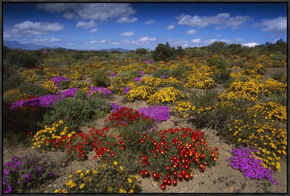 "Dewflowers and other blooms, Little Karoo, South Africa"  by Tui De Roy, 37x25"