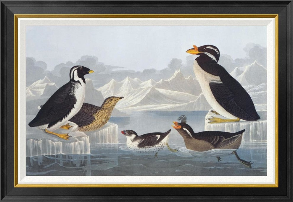 "Black-throated Guillemot and Nobbed-billed Auk"  by John James Audubon, 36x25"
