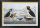 "Black-throated Guillemot and Nobbed-billed Auk"  by John James Audubon, 36x25"