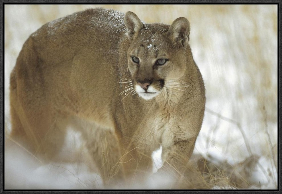 "Mountain Lion portrait in winter, Montana"  by Tim Fitzharris, 25x17"