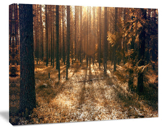 Dark First Snow Forest Photo, Modern Forest Canvas Art, 40"x30"