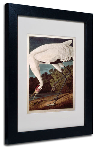 'Whooping Crane' Matted Framed Canvas Art by John James Audubon