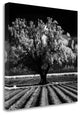 "Daydream" By Mike Jones, Giclee Print on Gallery Wrap Canvas, Ready to Hang