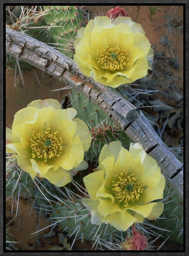 "Plains Pricklypear Arches National Park, Utah"  by Tim Fitzharris, 13x17"