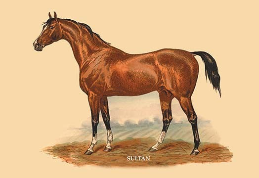 Sultan - Canvas Poster 20" x 30"