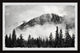 "Forest on Fog" Framed Painting Print, 36x24