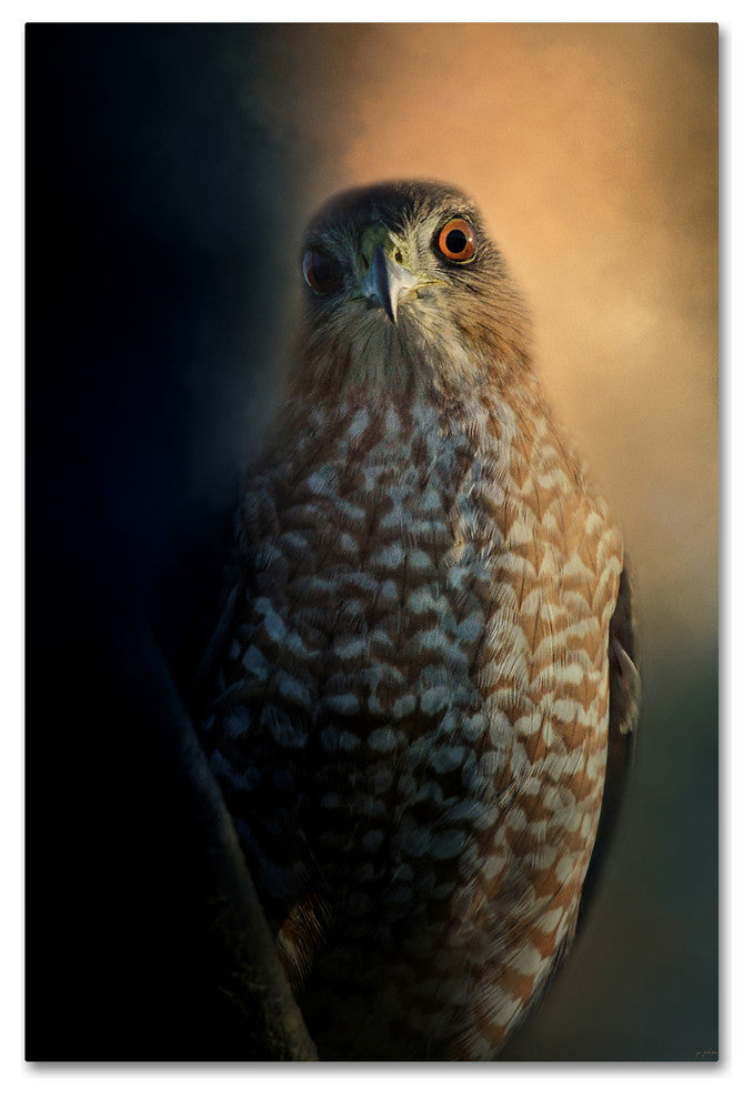 Jai Johnson 'Coopers Hawk At Sunset' Canvas Art, 24 x 16