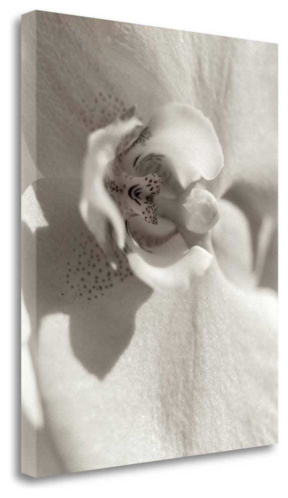 "Florison - 8" By Alan Blaustein, Giclee Print on Gallery Wrap Canvas