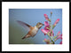 Rufous Hummingbird Juvenile Feeding On Flowers, New Mexico, 30"x22"