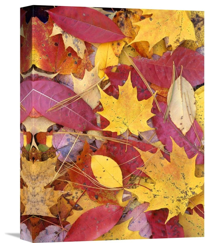 "Sourwood And Cherry Leaves, North America" Artwork, 12" x 16"