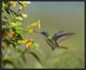 Andean Emerald Hummingbird Feeling On Yellow Flower, Ecuador, 24"x20"