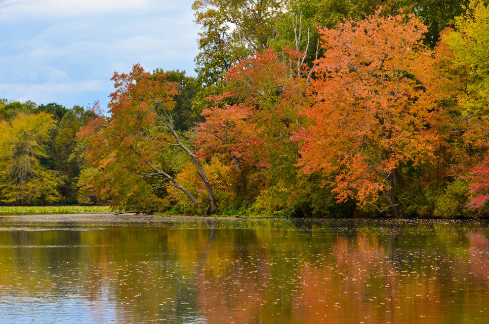 Autumn Tree Line Rural Landscape Framed Photo Paper Wall Art Prints, Red Oak, 12" X 16"