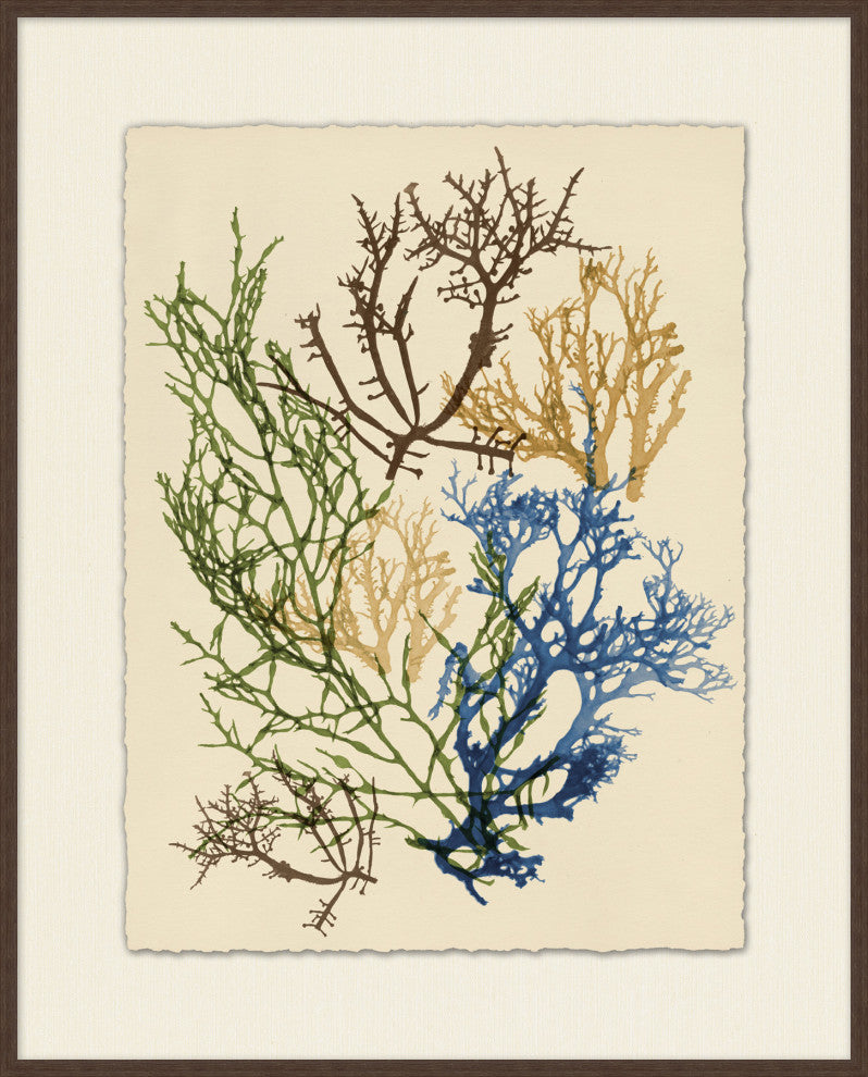 Colorful Sea Kelp 1, Giclee Reproduction Artwork