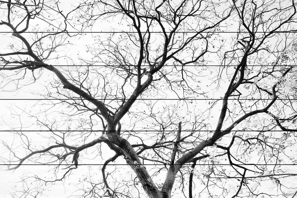 "Black Branches" Print on White Wood, 36"x24"