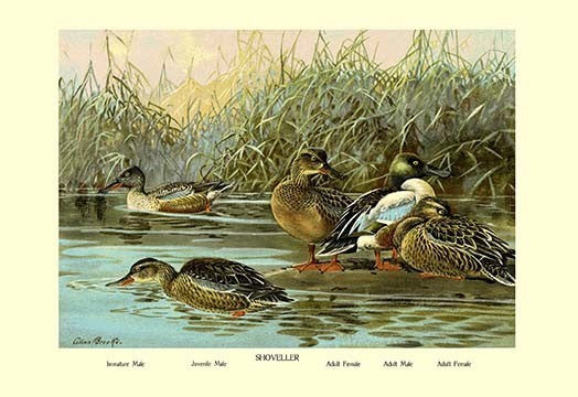 Shoveller Family of Ducks- Fine Art Giclee Print 24" x 36"