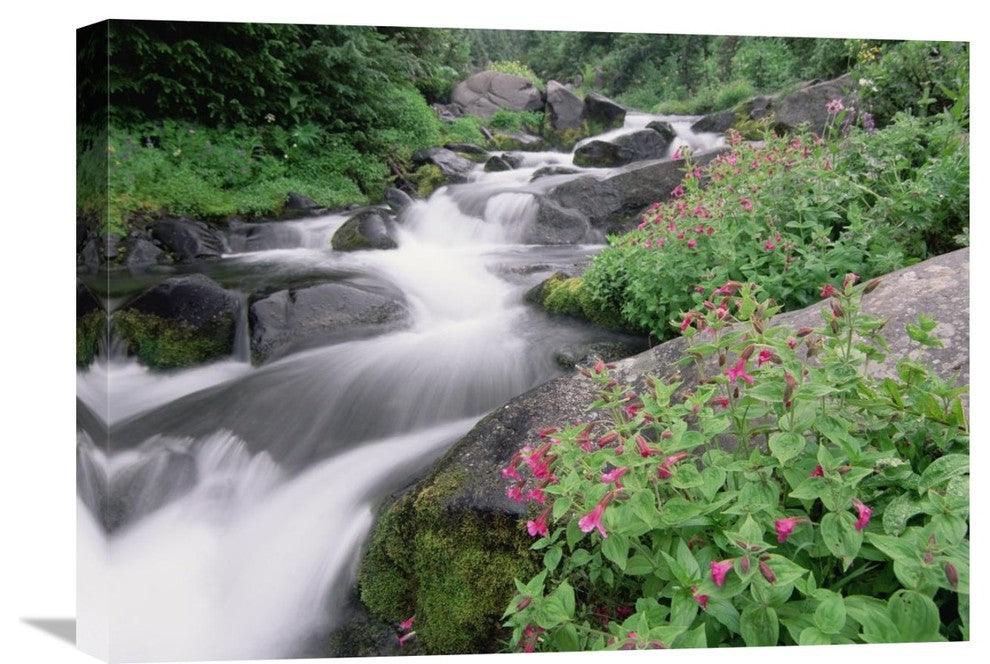 "Paradise River, Mt Rainier National Park, Washington" Artwork