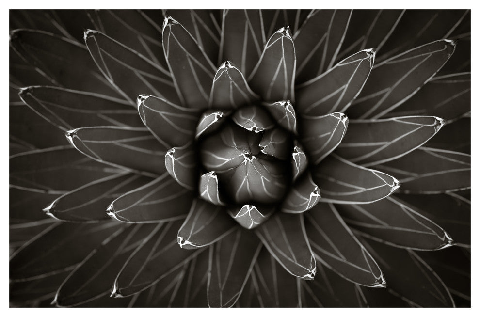 FAIRCHILD PLANT #1, Black and White, 16x24