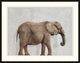 Wisdom 1, Giclee Reproduction Artwork