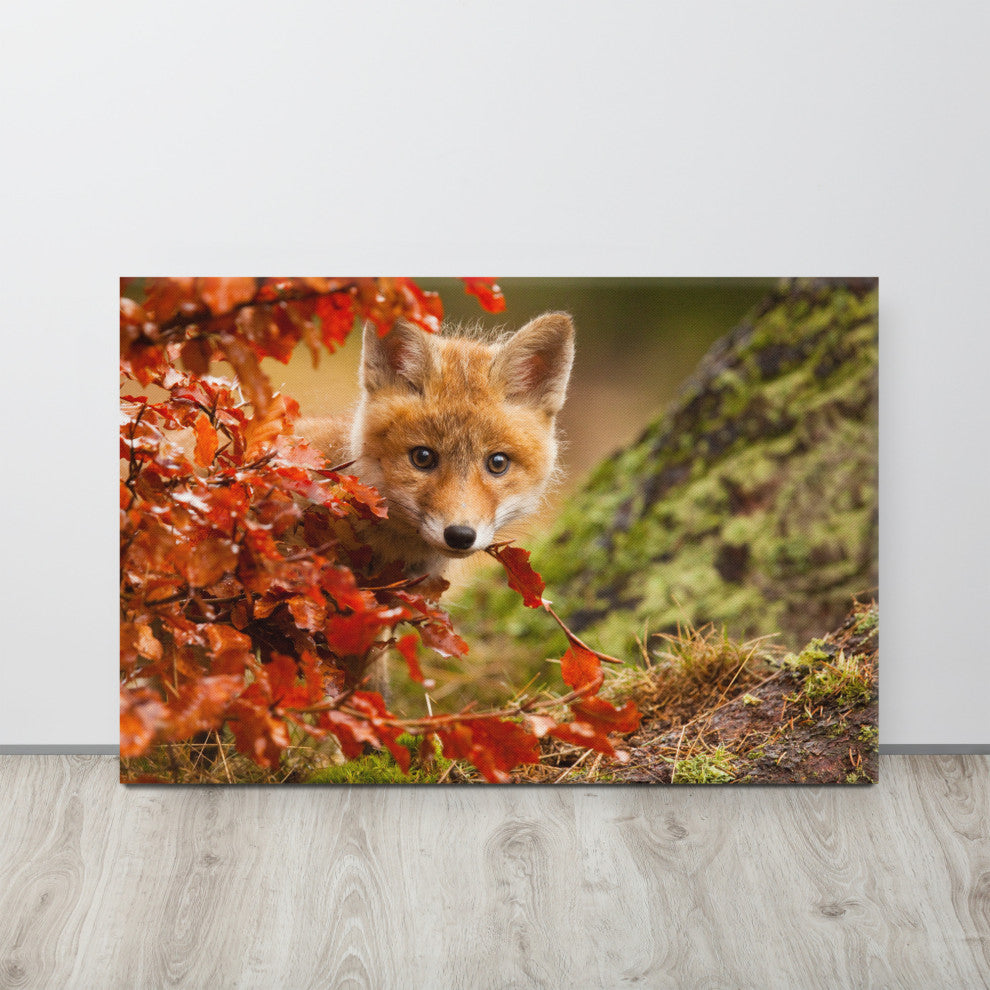 Baby Red Fox Face and Autumn Leaves - Forest Wildlife Photo Canvas Art Print, 24" X 36"