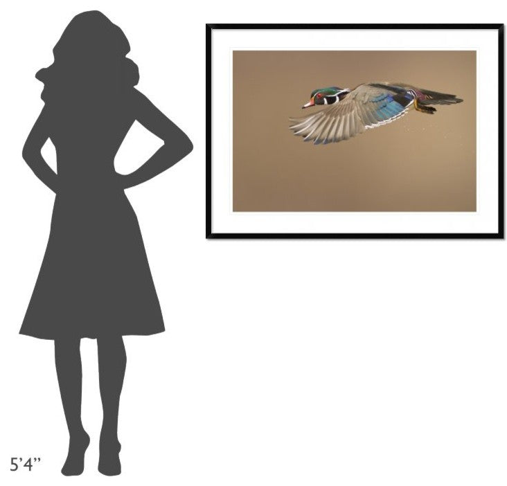 "Wood Duck" Framed Digital Print by Mircea Costina, 44x32"