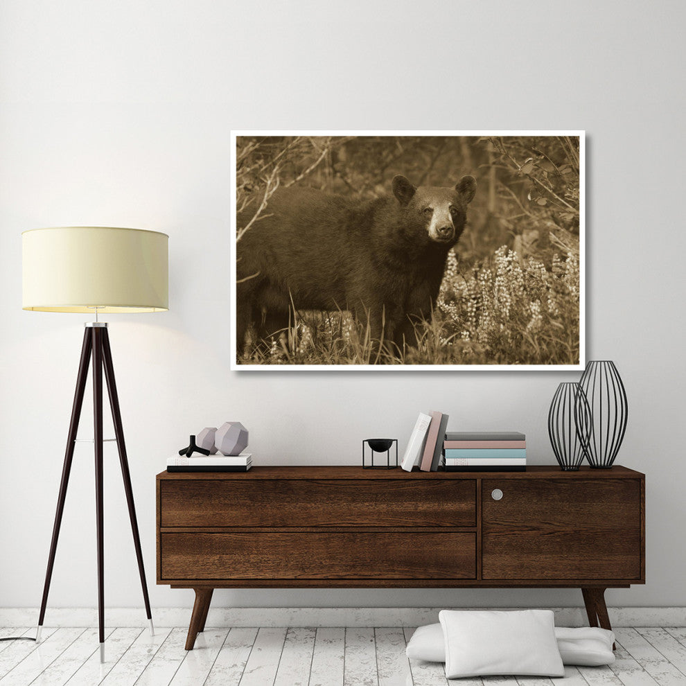 "Black Bear portrait, North America" Print by Tim Fitzharris, 62"x42"