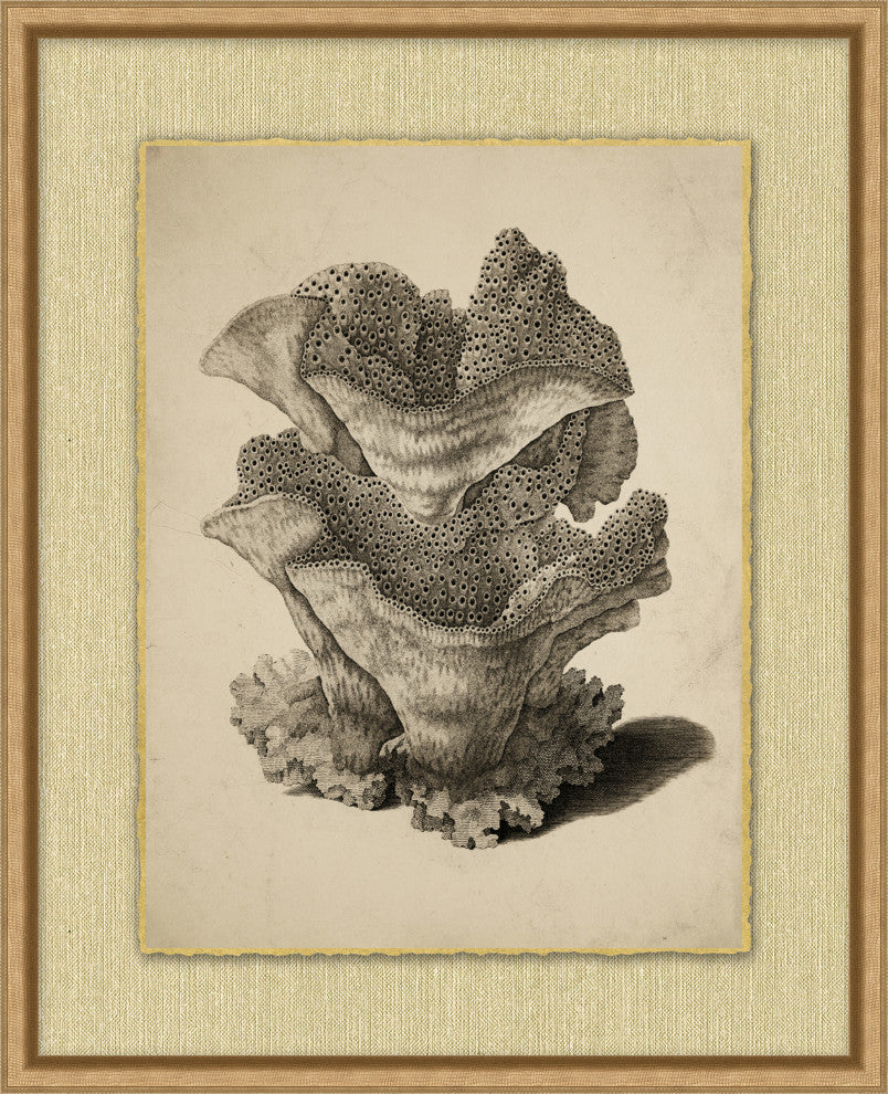 Sepia Sealife 7, Giclee Reproduction Artwork