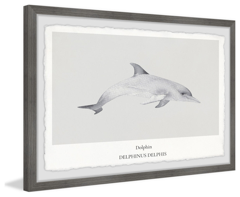 "Delphinus Delphis" Framed Painting Print, 18x12