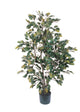 4' Ficus Silk Tree