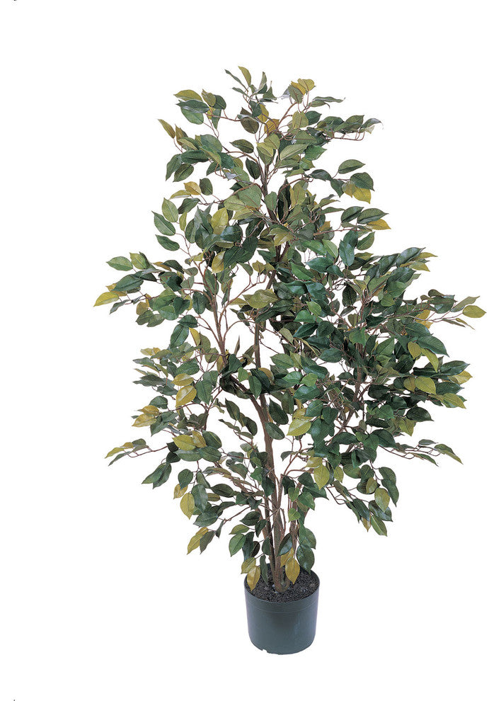 4' Ficus Silk Tree