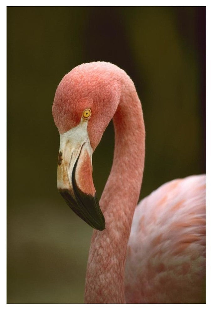 "Greater Flamingo, Caribbean" Digital Paper Print by Tim Fitzharris, 34"x50"