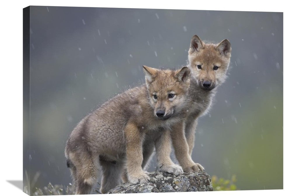 "Gray Wolf Pups In Light Snowfall, North America" Artwork, 32" x 24"