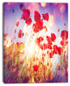 Poppy Flowers on Blue Background, Large Flower Canvas Art Print, 12"x20"