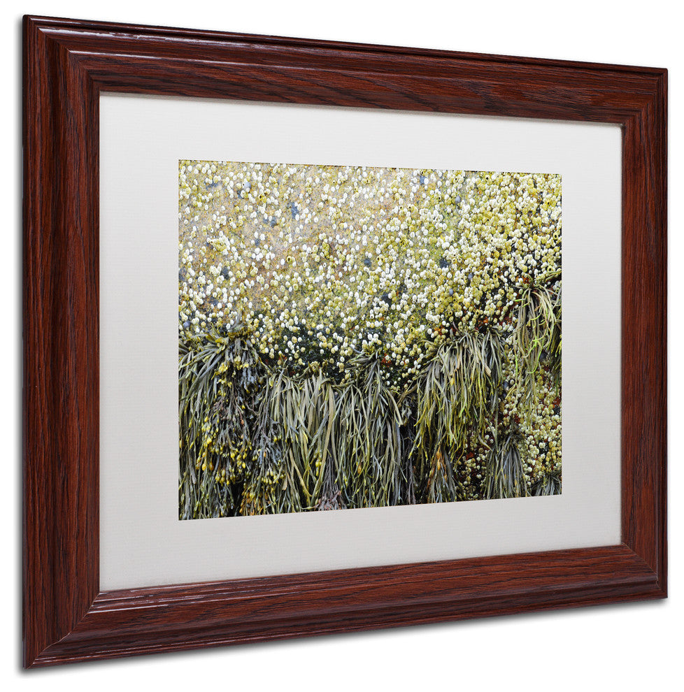 Nicole Dietz 'Barnacles' Matted Framed Art, Wood Frame, White, 14x11