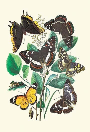 Butterflies: L. Populi, A. Iris, Et Al.- Gallery Wrapped Canvas Art 28" x 42"