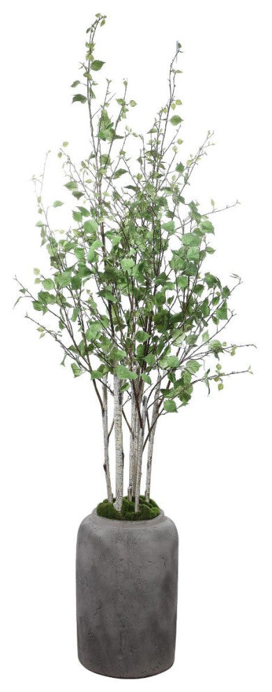 Full product on white background; front-facing view with entire plant visible.