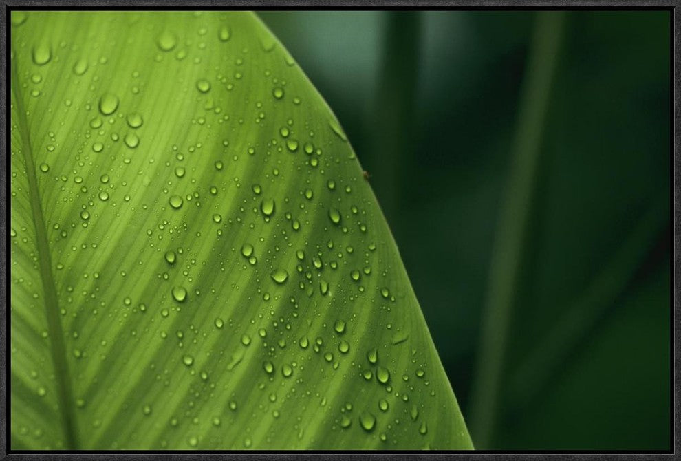 Leaf With Water Drops, Barro Colorado Island, Panama, 24"x16"