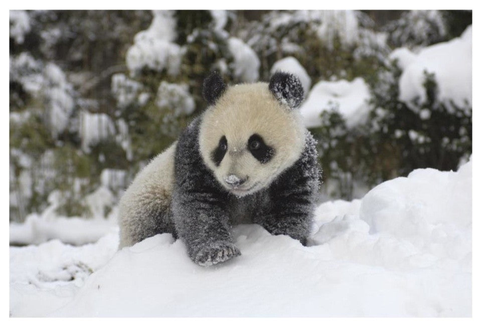 "Giant Panda cub playing in the snow, Wolong Nature Reserve" Paper Art, 26"x18"