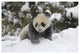 "Giant Panda cub playing in the snow, Wolong Nature Reserve" Paper Art, 26"x18"