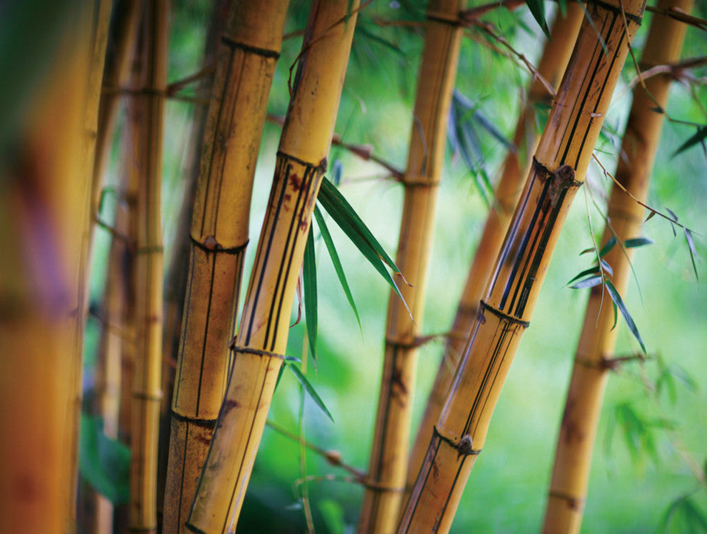 "Positive Energy" Tempered Glass Wall Art