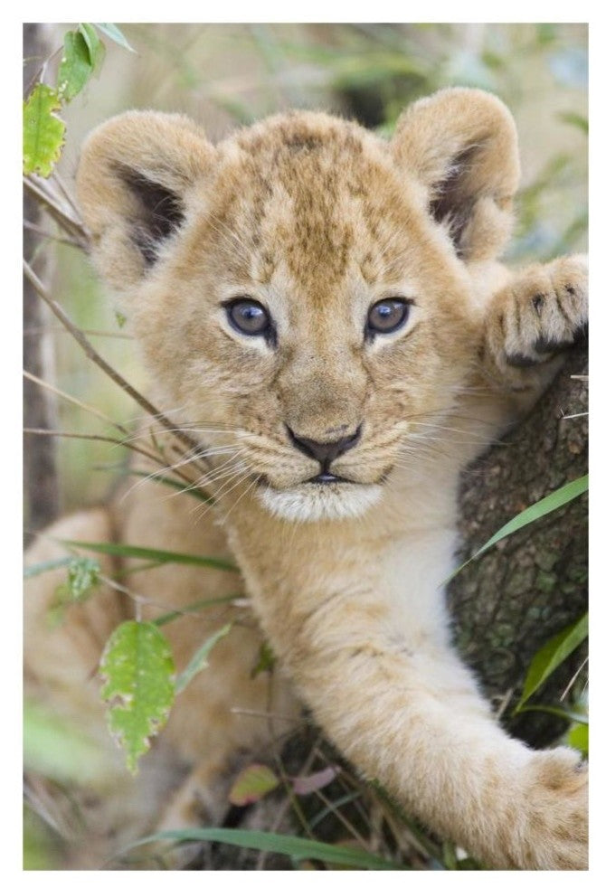 "African Lion 6-7 week old cub, Masai Mara National Reserve" Paper Art, 22"x32"