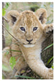 "African Lion 6-7 week old cub, Masai Mara National Reserve" Paper Art, 22"x32"