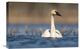 "Trumpeter Swan Swimming, Seney National Wildlife Refuge, Michigan" Artwork