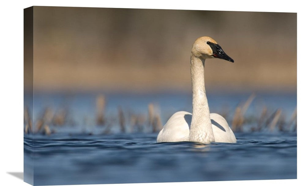 "Trumpeter Swan Swimming, Seney National Wildlife Refuge, Michigan" Artwork