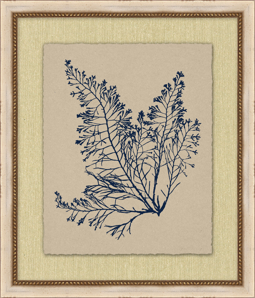 Small Navy Sea Fan 4, Giclee Reproduction Artwork