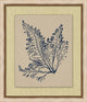 Small Navy Sea Fan 4, Giclee Reproduction Artwork