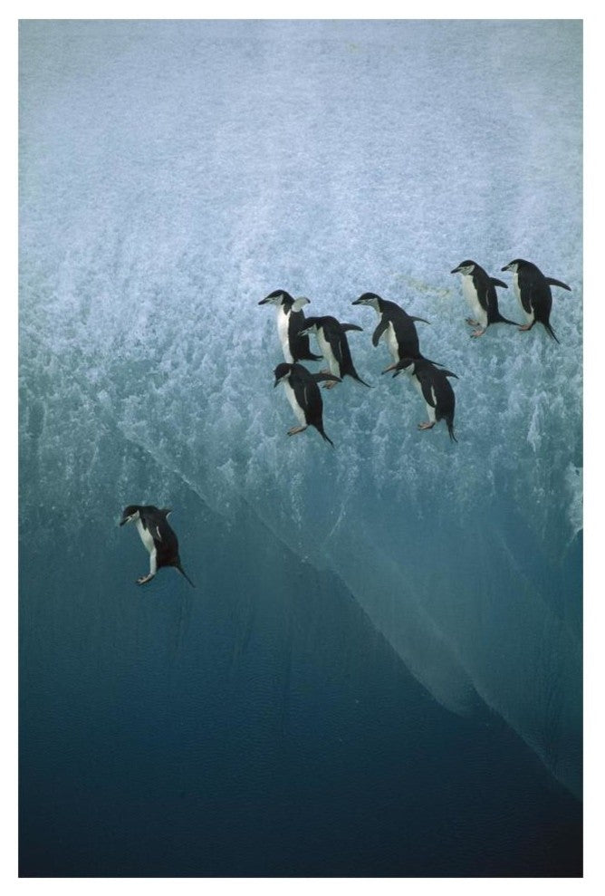 "Chinstrap Penguins jumping off iceberg, Sandwich Islands" Paper Art, 14"x20"